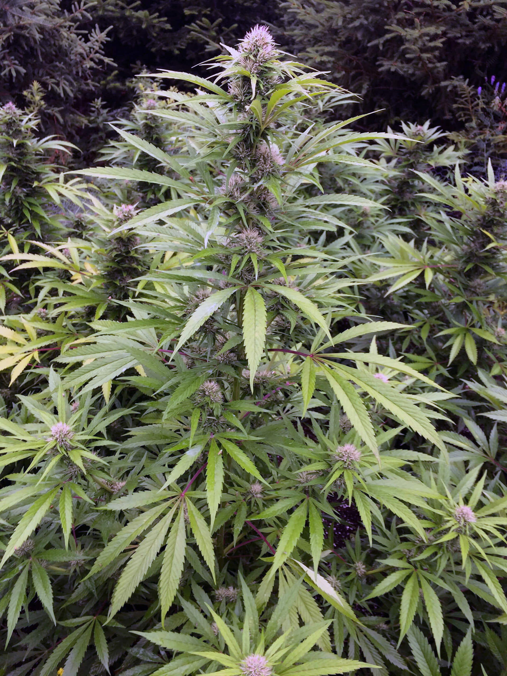 Iranian Autoflower | EC Genetics Cannabis Seeds Canada
